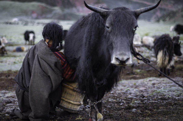 Tibetan nomad