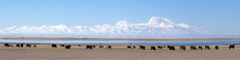 Lanscape with yaks