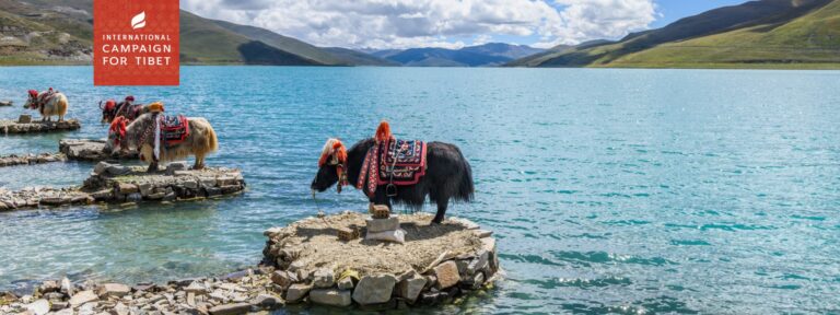 yak||||||